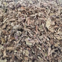 云南野生猫须草肾茶