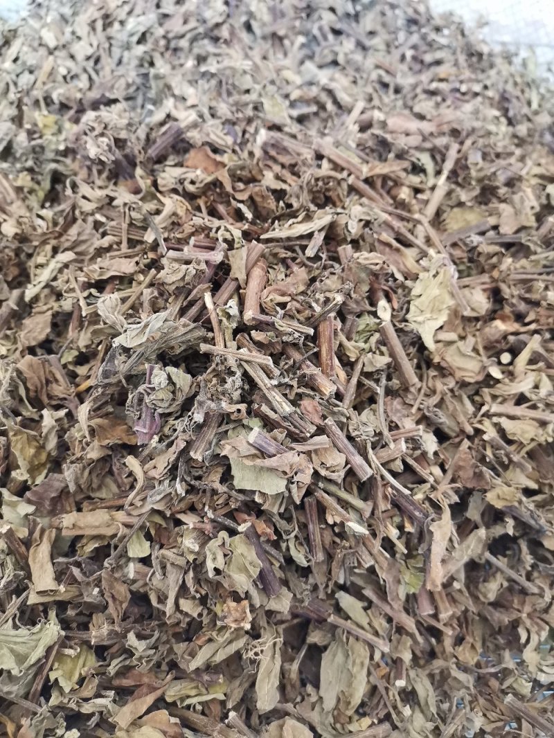 云南野生猫须草肾茶