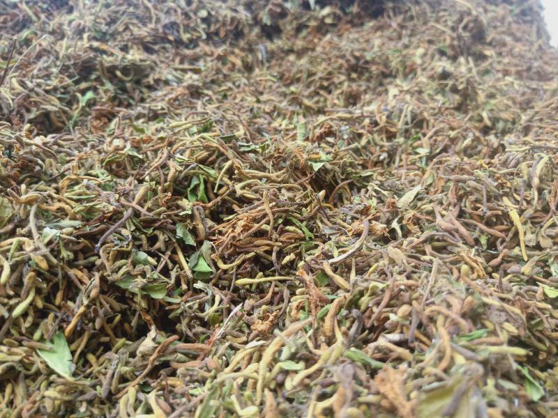 金银花野生高含量