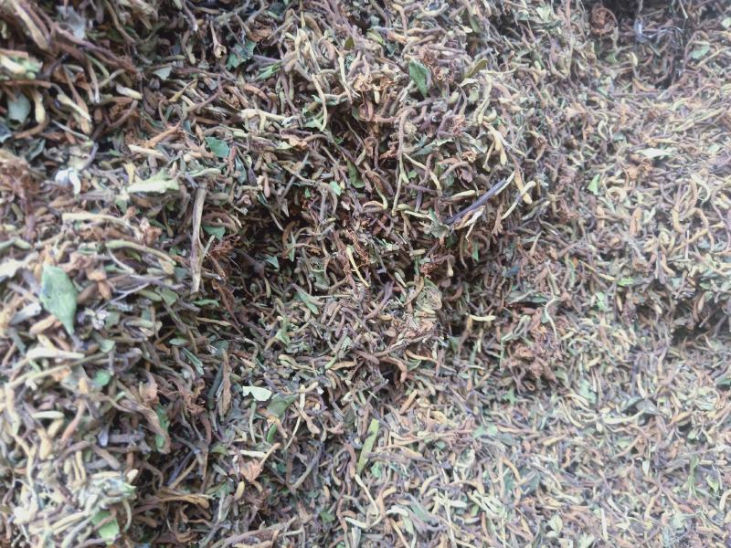 金银花野生高含量