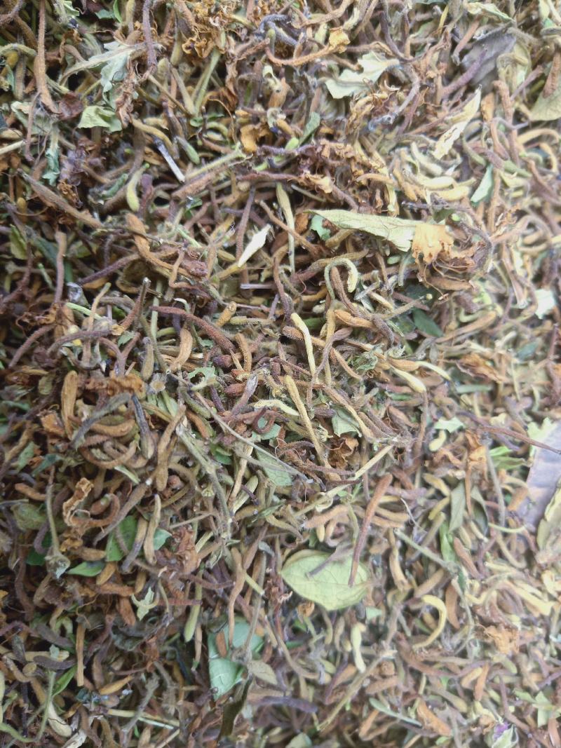 金银花野生高含量