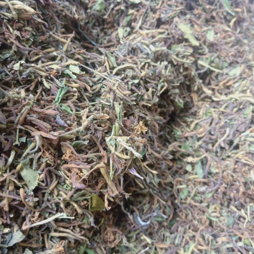 金银花野生高含量
