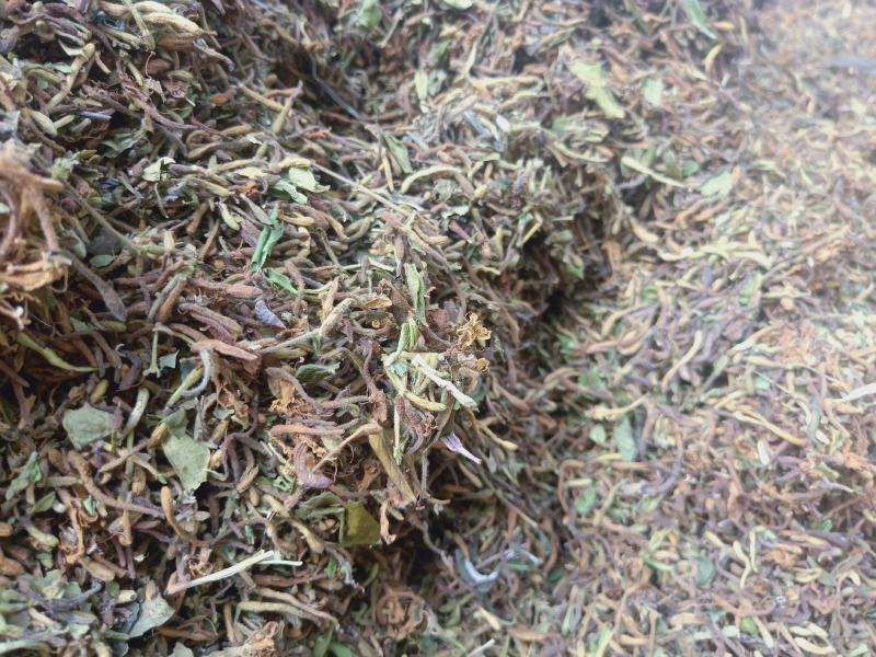 金银花野生高含量