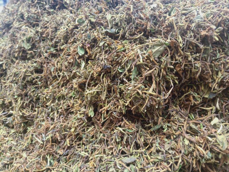 金银花野生高含量