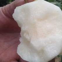 金秀桂花梨，清脆可口，甜甜蜜蜜，颜值爆表