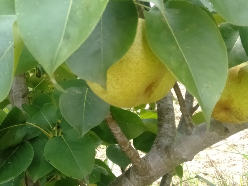 金秀桂花梨，清脆可口，甜甜蜜蜜，颜值爆表