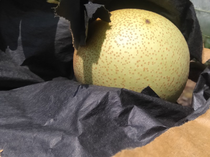 金秀桂花梨，清脆可口，甜甜蜜蜜，颜值爆表
