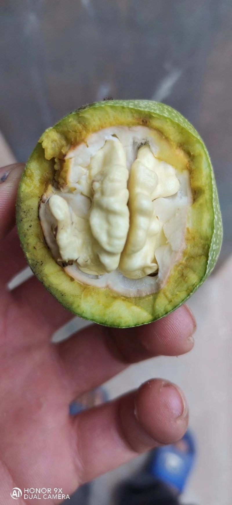 青皮核桃大量上市，需要的老板可以联系我了