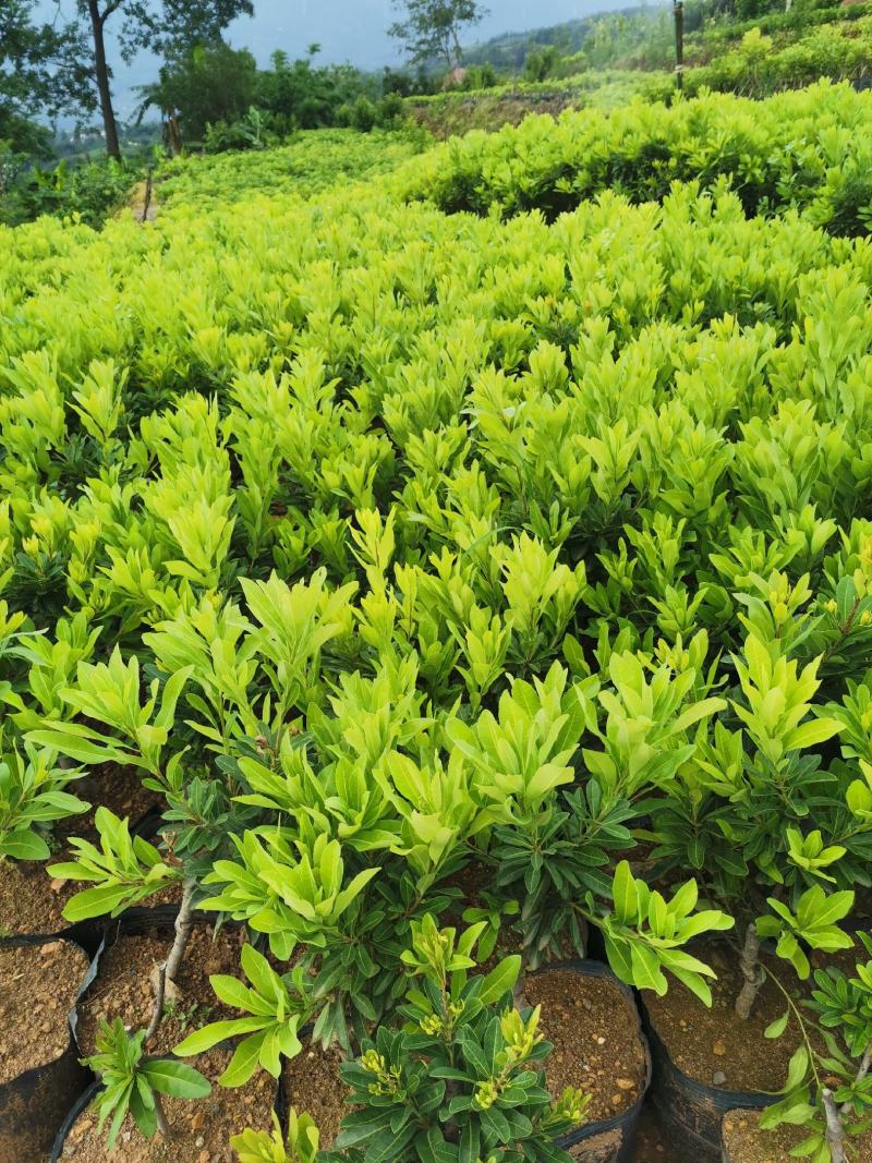 贵州六盘水市营养杯杨梅苗东魁荸荠台梅品质保障量大从优