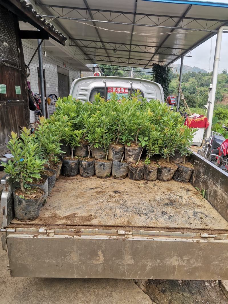 贵州六盘水市营养杯杨梅苗东魁荸荠台梅品质保障量大从优