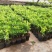 贵州六盘水市营养杯杨梅苗东魁荸荠台梅品质保障量大从优