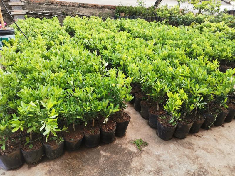 贵州六盘水市营养杯杨梅苗东魁荸荠台梅品质保障量大从优