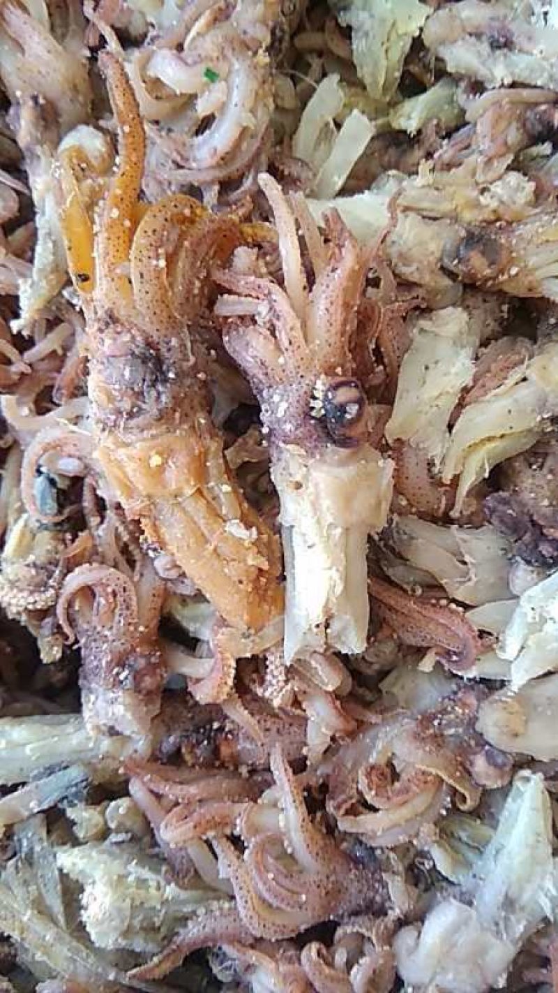 海兔头无杂质，个头大无碎味道鲜美老少皆宜