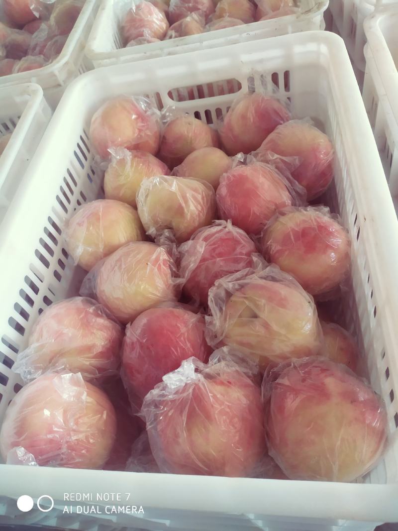 超越桃可视频看货，产地直供，质量保证，诚信第一，