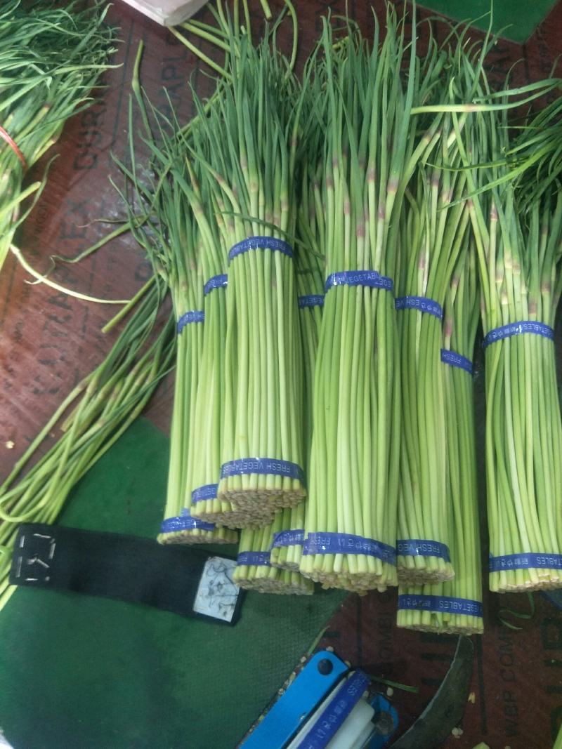 冷库精品杂交蒜苔支持快运，协助找车，货量充足