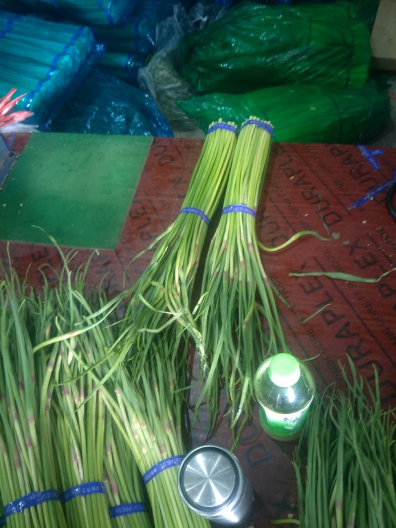 冷库精品杂交蒜苔支持快运，协助找车，货量充足