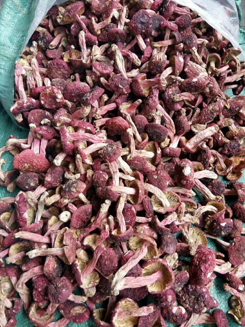 [精品]云南野生红菇，可视频看货，产地现发，支持线上保障交易