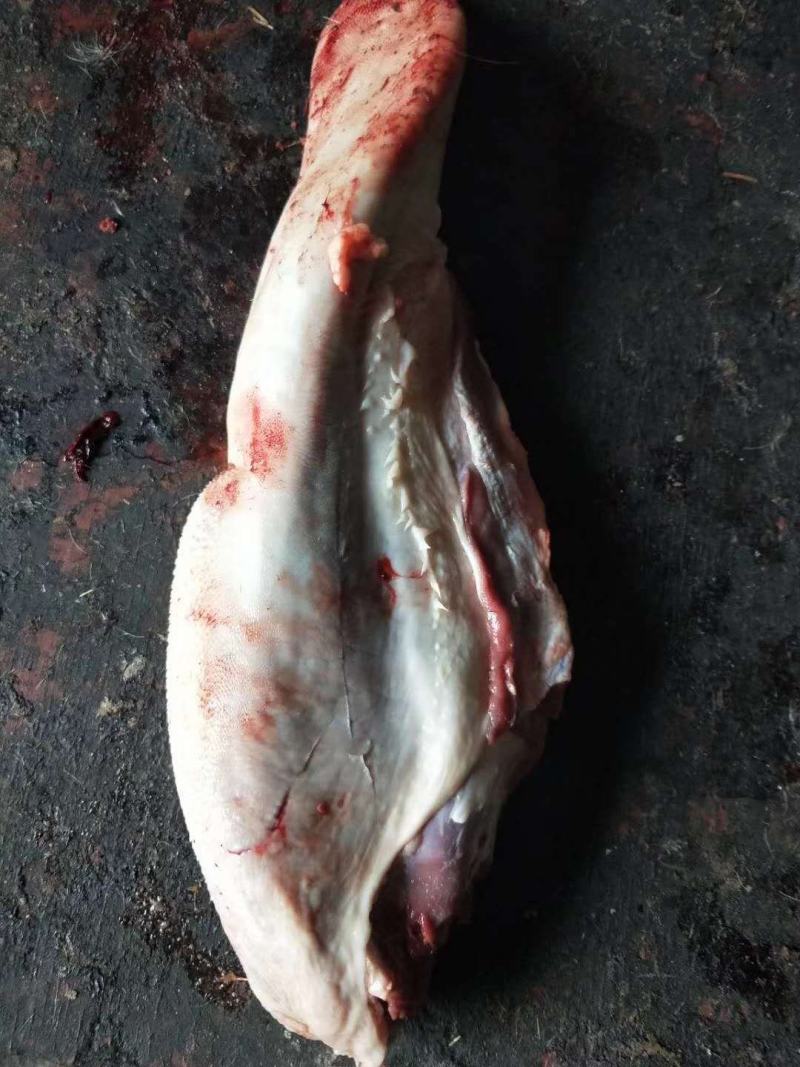 牛舌