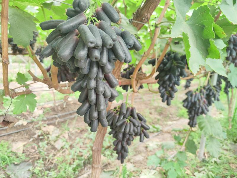 甜蜜蓝宝石马上上市个大色好