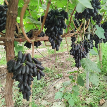甜蜜蓝宝石马上上市个大色好