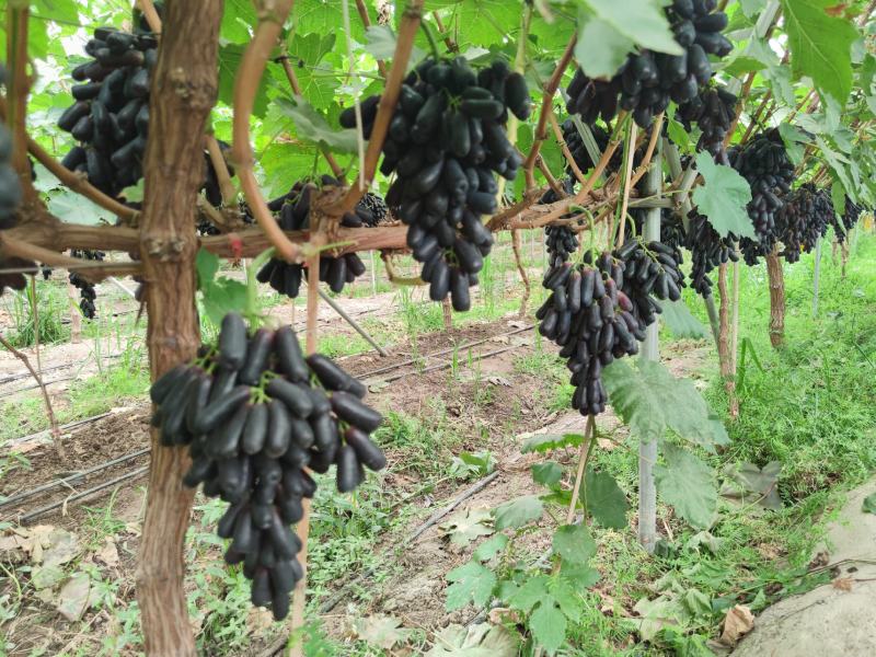 甜蜜蓝宝石马上上市个大色好