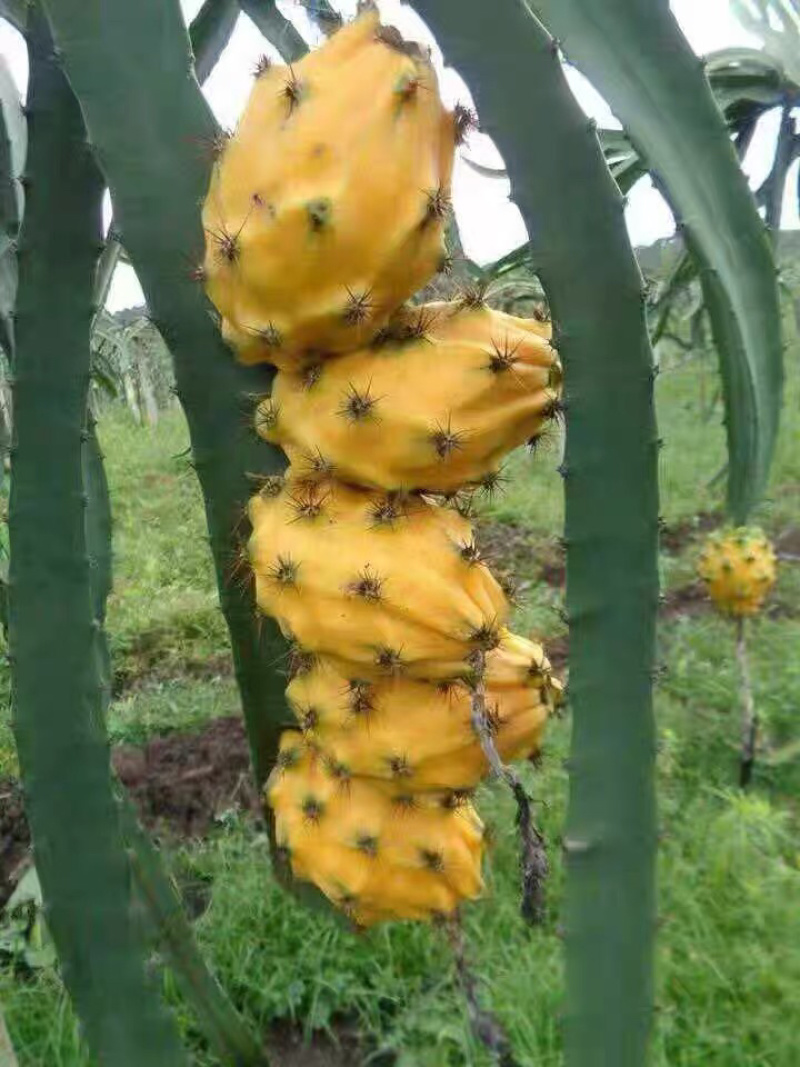 燕窝火龙果苗，当年种当年结果，果靓好吃，营养价值高