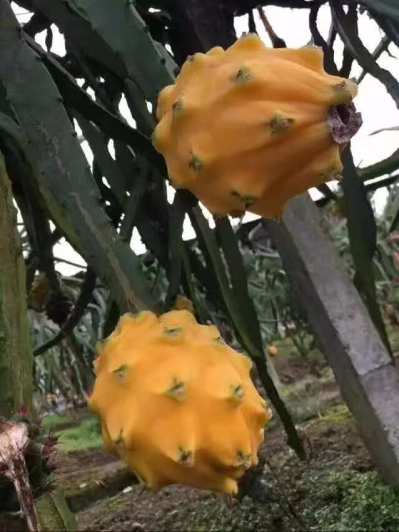 燕窝火龙果苗，当年种当年结果，果靓好吃，营养价值高