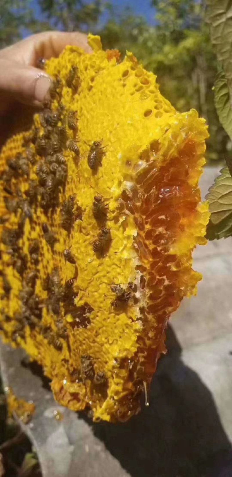 野生土蜂蜜，可视频看货，量大从优，无添加，保证口感纯正