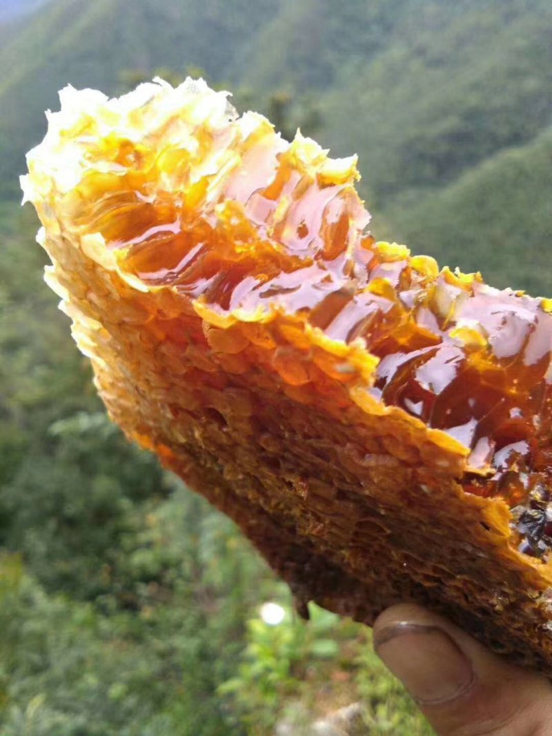 野生土蜂蜜，可视频看货，量大从优，无添加，保证口感纯正