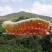 野生土蜂蜜，可视频看货，量大从优，无添加，保证口感纯正