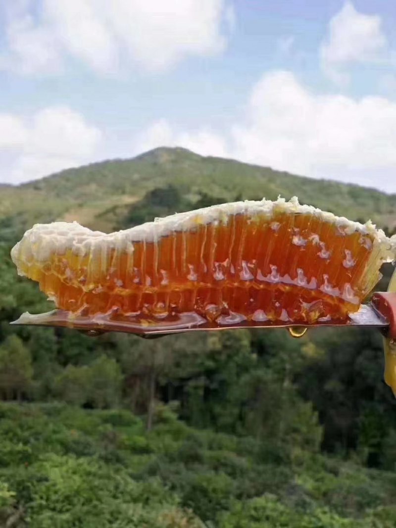 野生土蜂蜜，可视频看货，量大从优，无添加，保证口感纯正