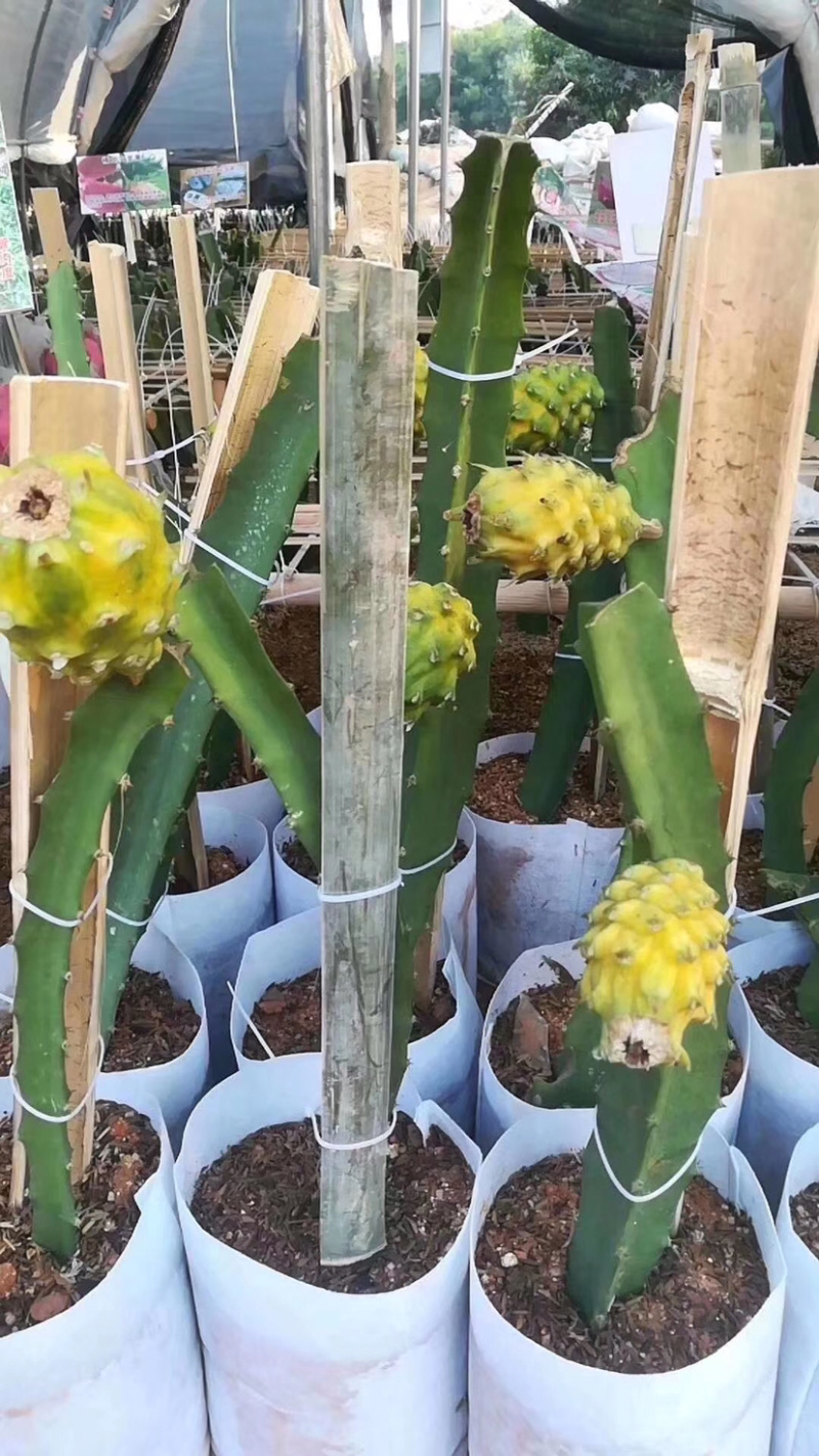 燕窝火龙果苗，当年种当年结果，果靓好吃，营养价值高