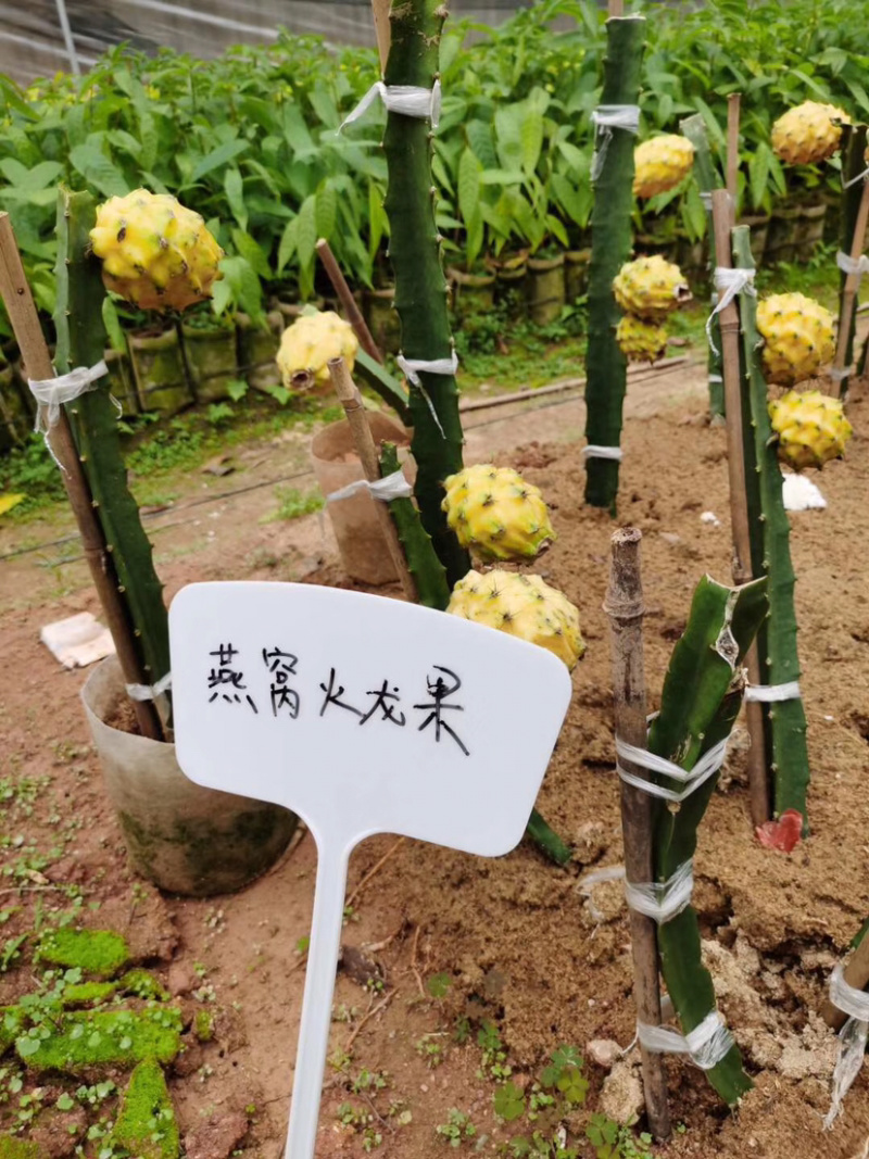 燕窝火龙果苗，当年种当年结果，果靓好吃，营养价值高