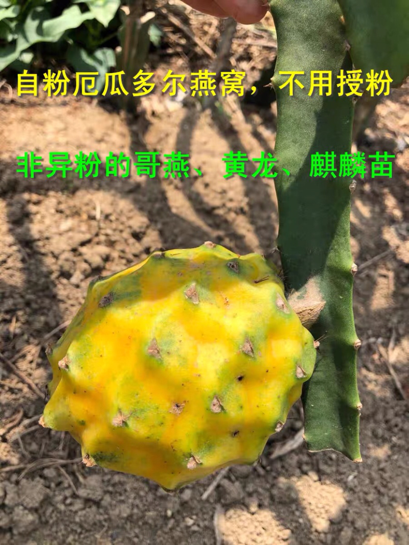 燕窝火龙果苗，当年种当年结果，果靓好吃，营养价值高