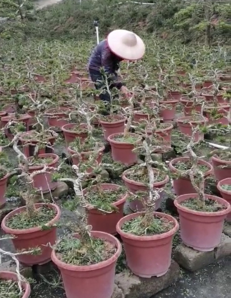 雀舌黄杨，小叶皱皮黄杨，裸根，小袋，大袋，