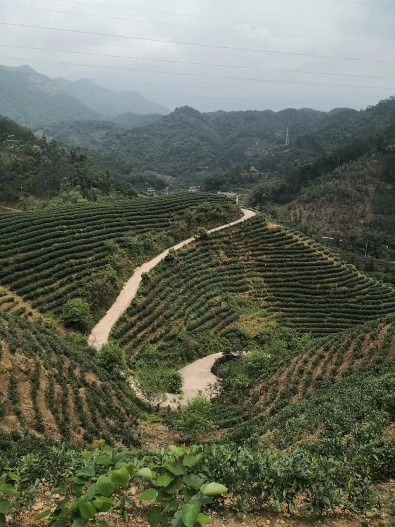 云雾茶昭平红茶产地直发保质保量欢迎咨询