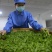 云雾茶昭平红茶产地直发保质保量欢迎咨询