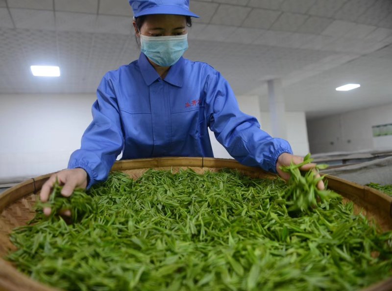 云雾茶昭平红茶产地直发保质保量欢迎咨询