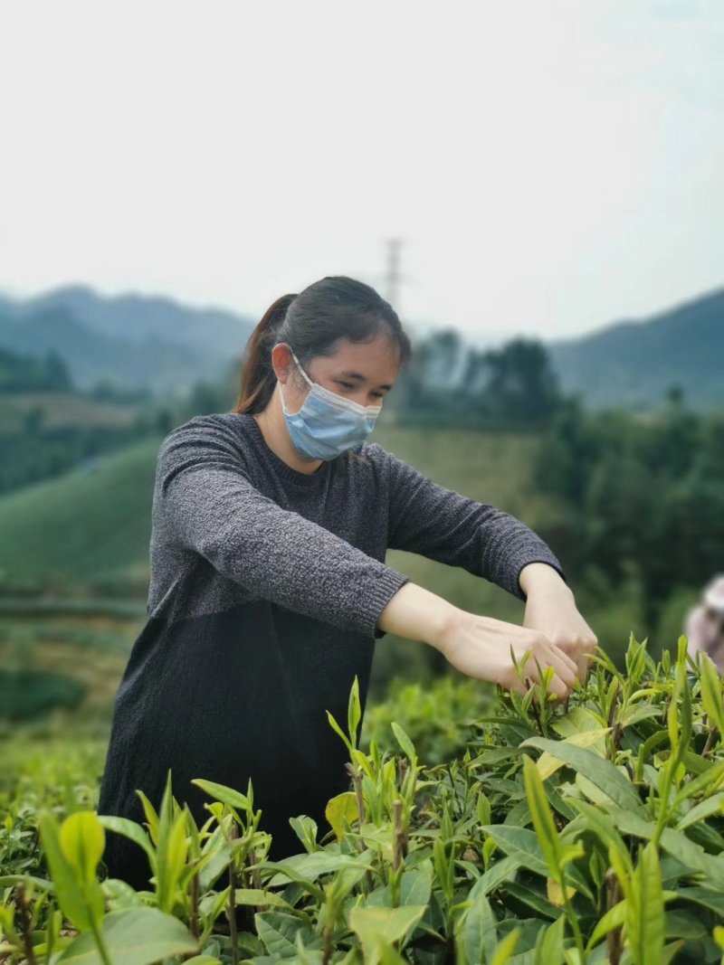 云雾茶昭平红茶产地直发保质保量欢迎咨询