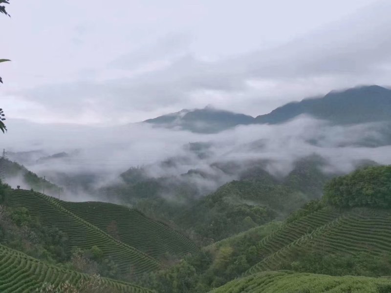 云雾茶昭平红茶产地直发保质保量欢迎咨询