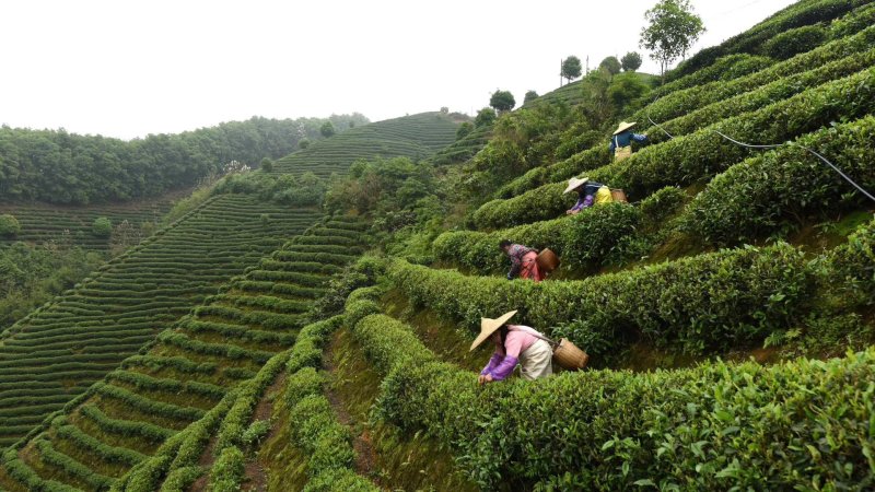 云雾茶昭平红茶产地直发保质保量欢迎咨询