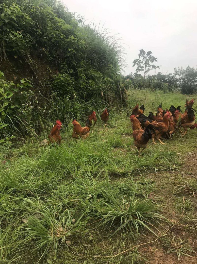 高山上吃玉米的大公鸡