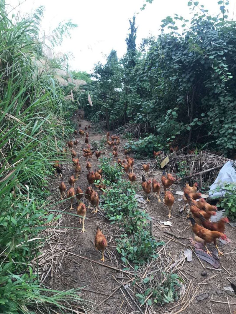 高山上吃玉米的大公鸡