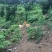 高山上吃玉米的大公鸡