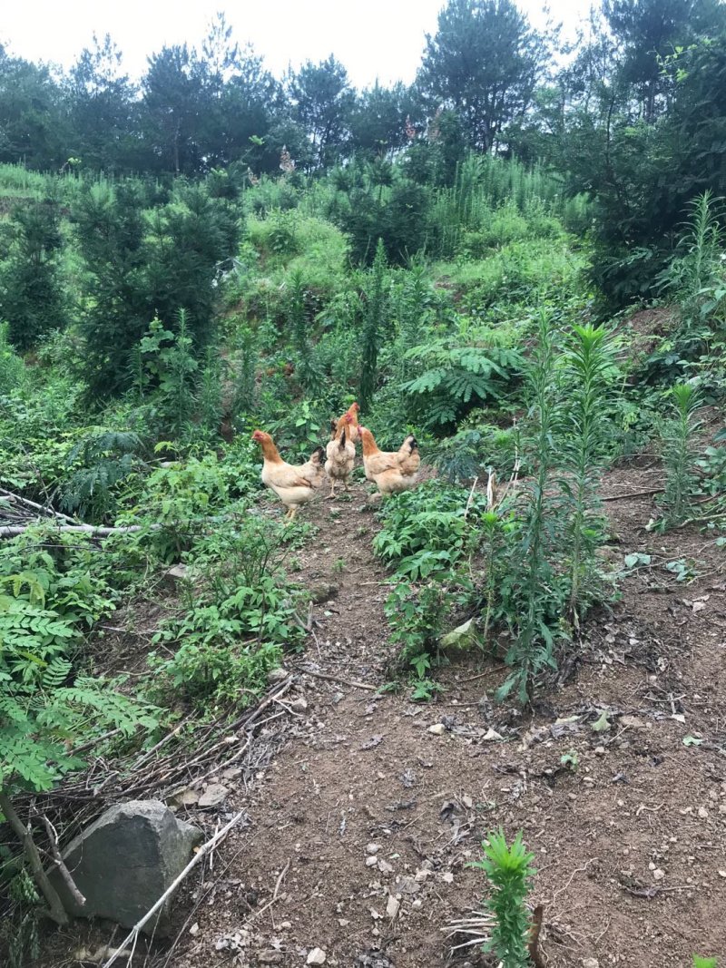 高山上吃玉米的大公鸡