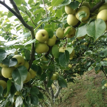 自家种植夏雪梨果，现已上市。望采购商前来采购！
