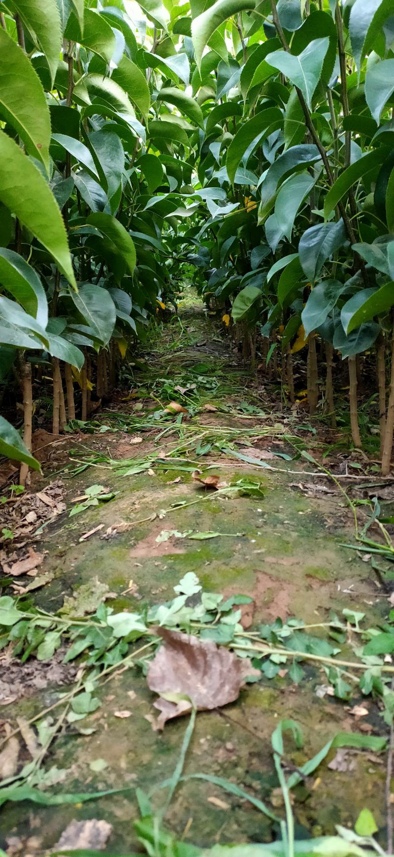 早熟品种梨苗，苏翠一号，7月中旬，保湿发货，死苗补发，