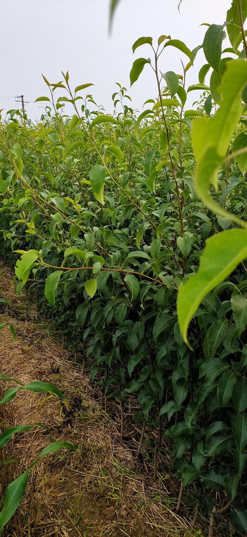 早熟品种梨苗，苏翠一号，7月中旬，保湿发货，死苗补发，