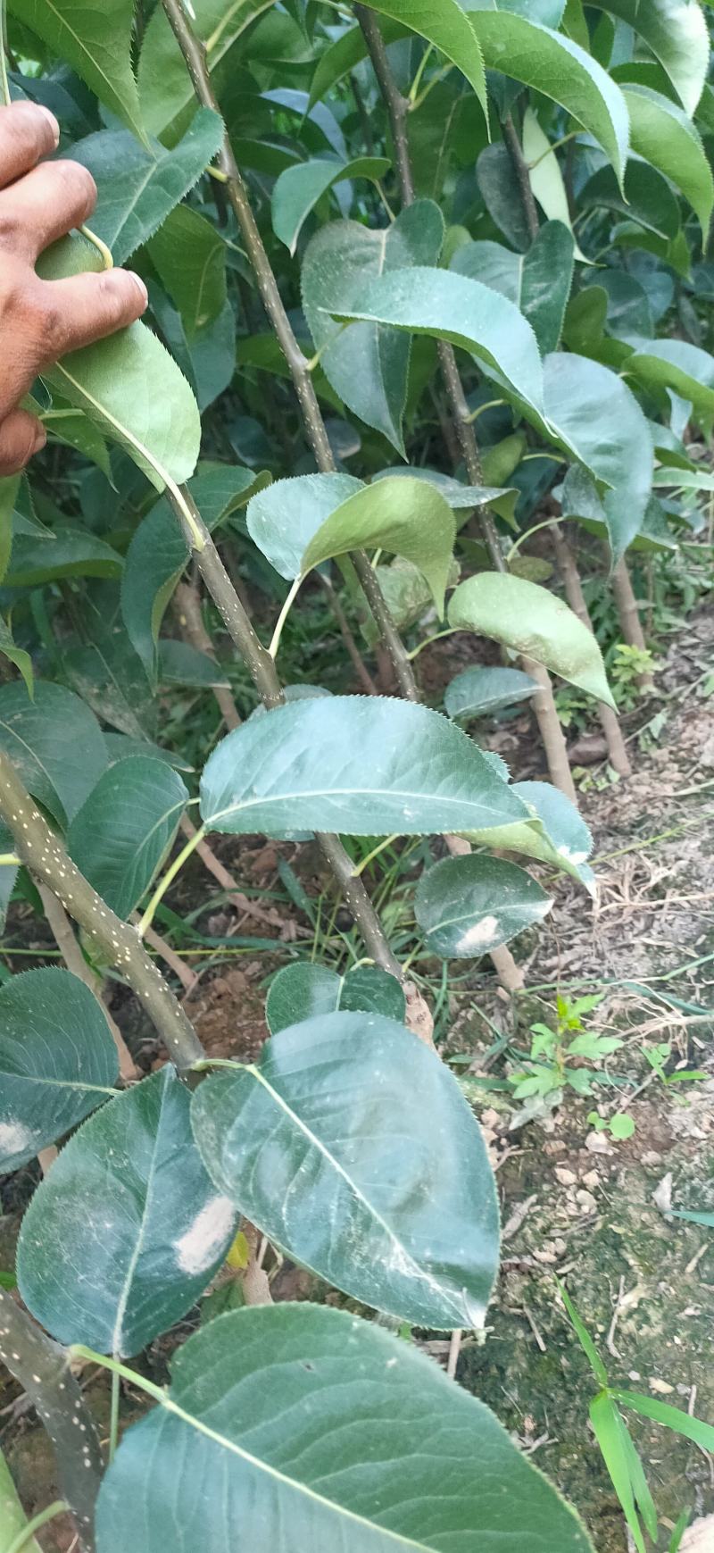 早熟品种梨苗，苏翠一号，7月中旬，保湿发货，死苗补发，