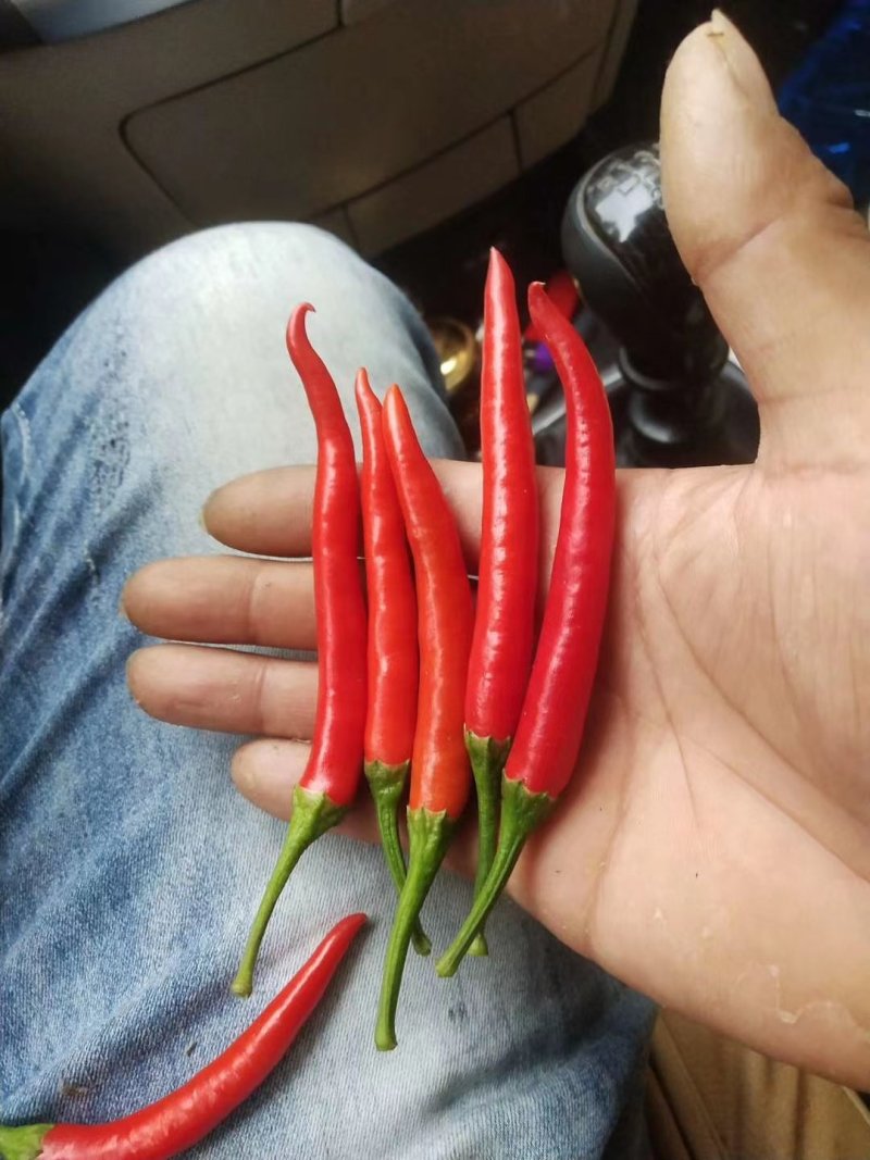 河南小米椒精品艳红辣椒产地直发可视频看货量大从优